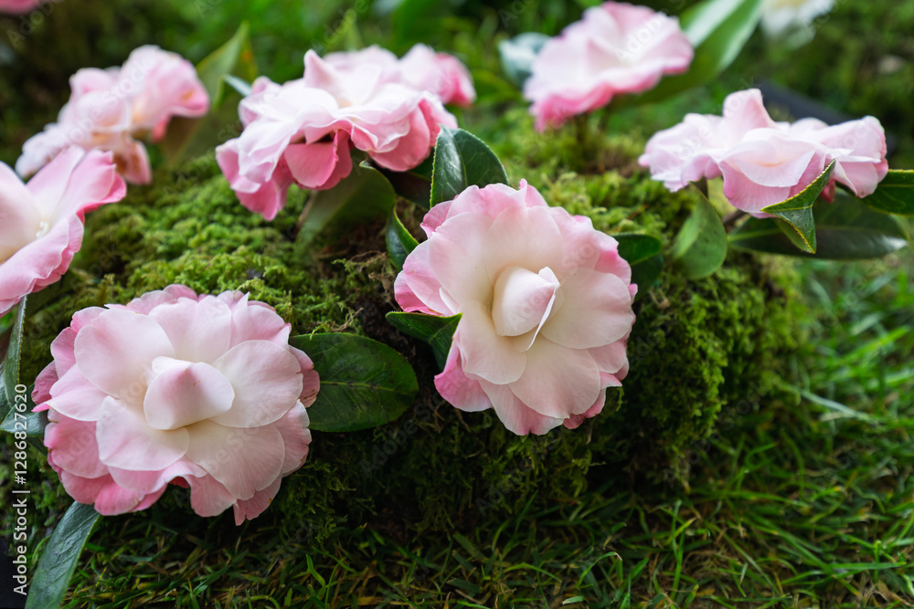 Vibrant Camellia Flower Vibrant Camellia Flower