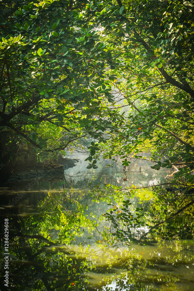 Scenic landscape of a swamp in Sri Lanka, Asia Scenic landscape of a swamp in Sri Lanka, Asia