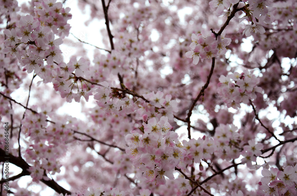 Ethereal Cherry Blossoms in Full Bloom – A Display of Soft Pink Petals in Springtime Ethereal Cherry Blossoms in Full Bloom – A Display of Soft Pink Petals in Springtime