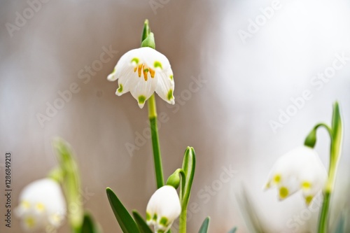 Wallpaper Mural spring snowflake flower in early spring in a forest Torontodigital.ca