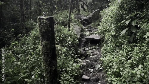 Natural trails of the Ecuadorian Amazon