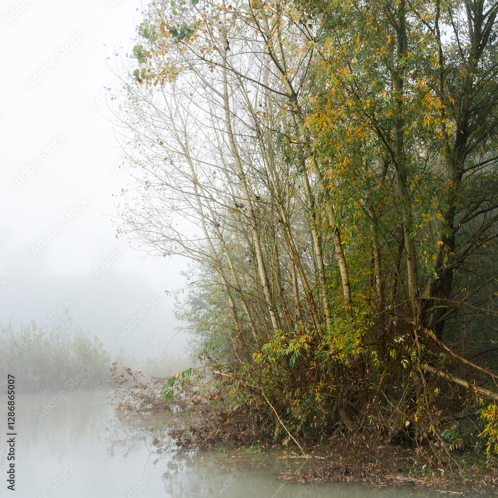 Fototapeta premium trees in the fog