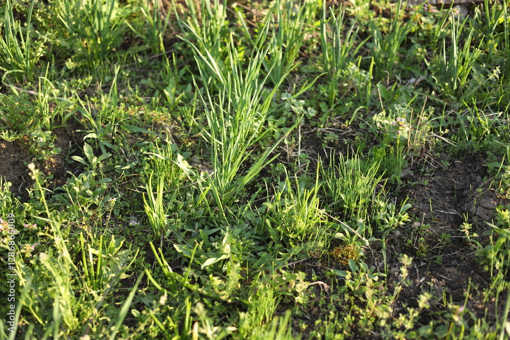 Obraz premium green grass on the ground