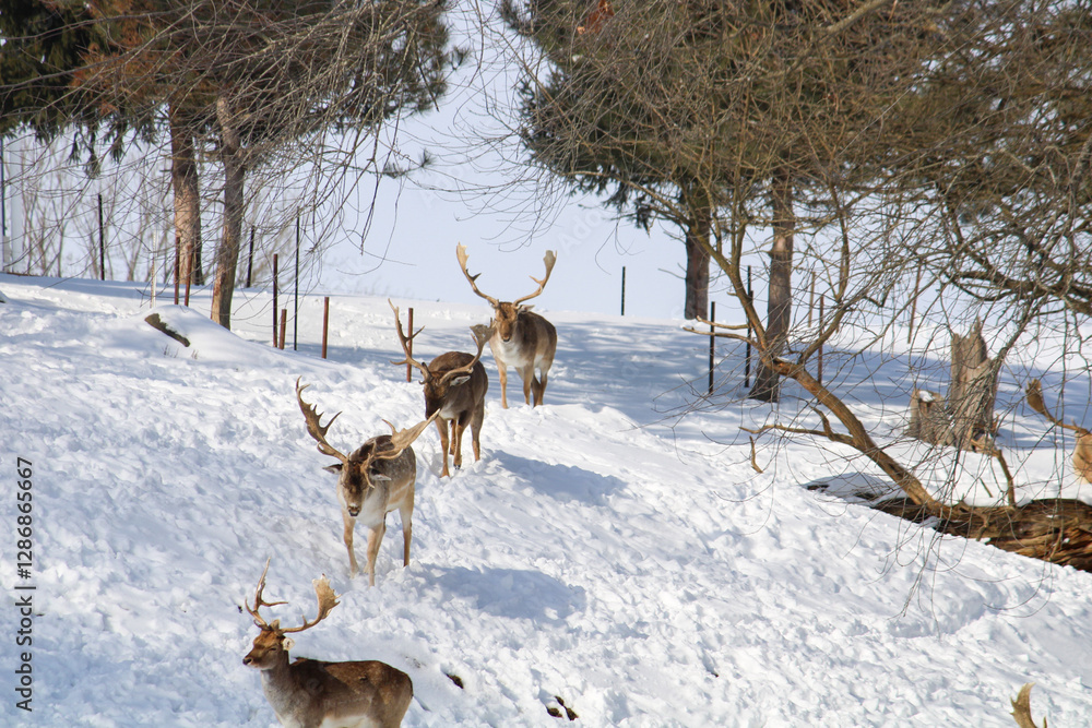Deer in snow Deer in snow