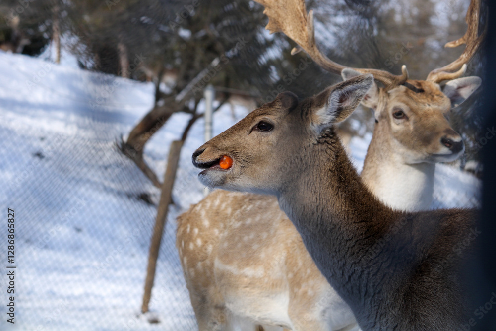 Deer behind fence Deer behind fence