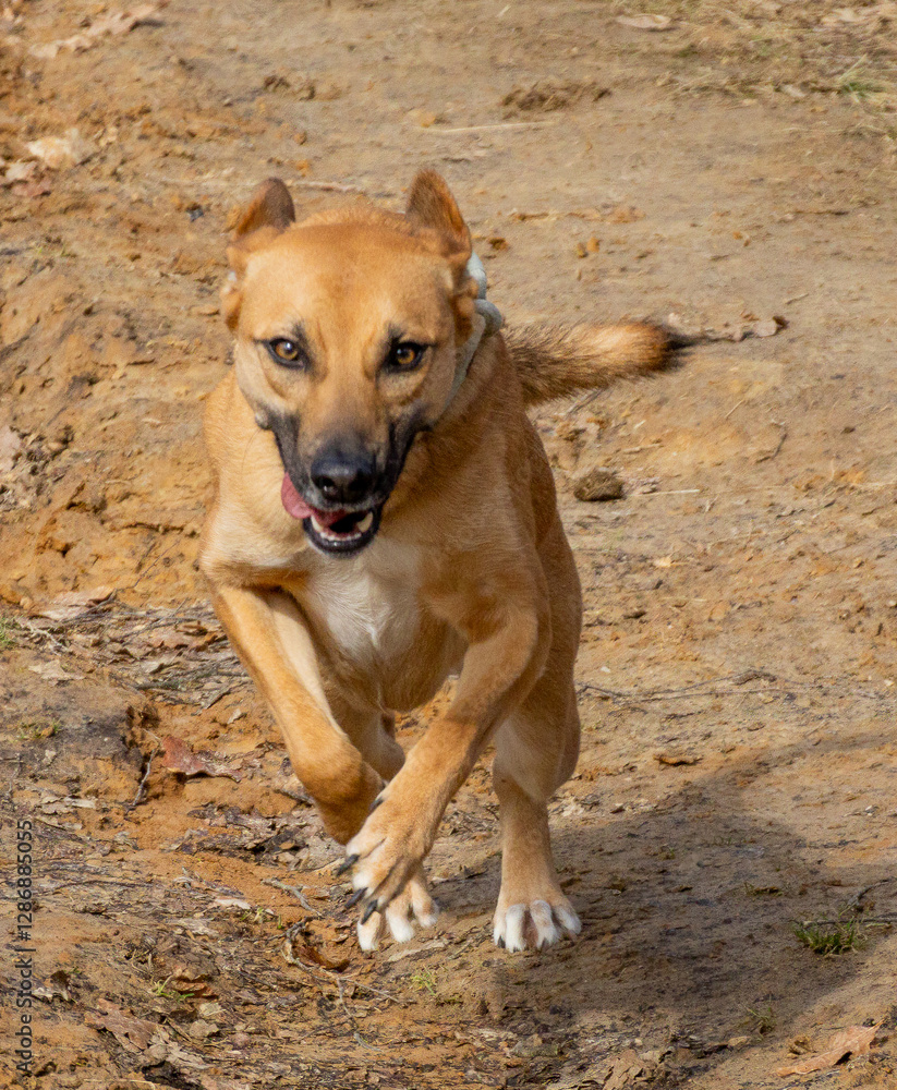 Tan mixed-breed dog sprinting on a dirt path, eyes locked on the camera, exuding playful energy. Tan mixed-breed dog sprinting on a dirt path, eyes locked on the camera, exuding playful energy.
