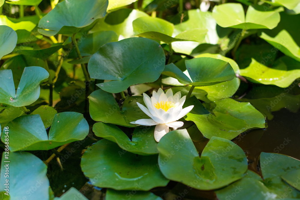Close-up of a blooming water lily on a water surface - selective focus Close-up of a blooming water lily on a water surface - selective focus