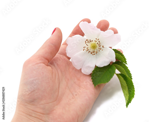 Wallpaper Mural Hand holding flower. Torontodigital.ca