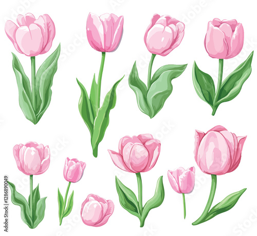 set of tulips isolated collection