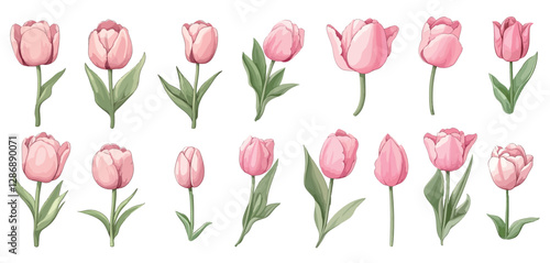 set of tulips isolated collection