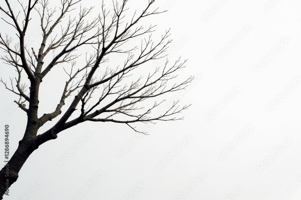 Fototapeta premium Intertwined bare branches, stark contrast on pale white , wood, twigs, natural