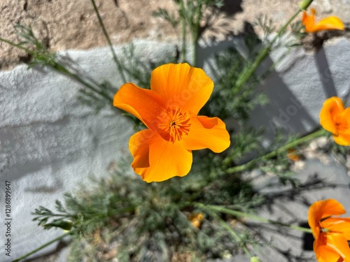 California poppy Eschscholzia californica flower in the sun, isolated close-up, orange color blossom, Vilaflor, Tenerife, Canary Islands, Spain photo