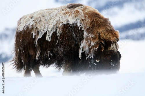 Grand bœuf musqué mâle du parc national du Dovrefjell en Norvège