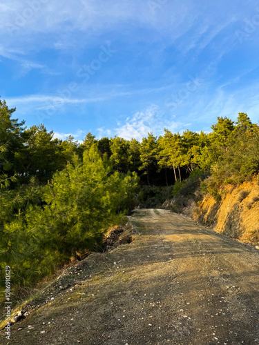 Scenic forest path under a clear sky on a tranquil afternoon