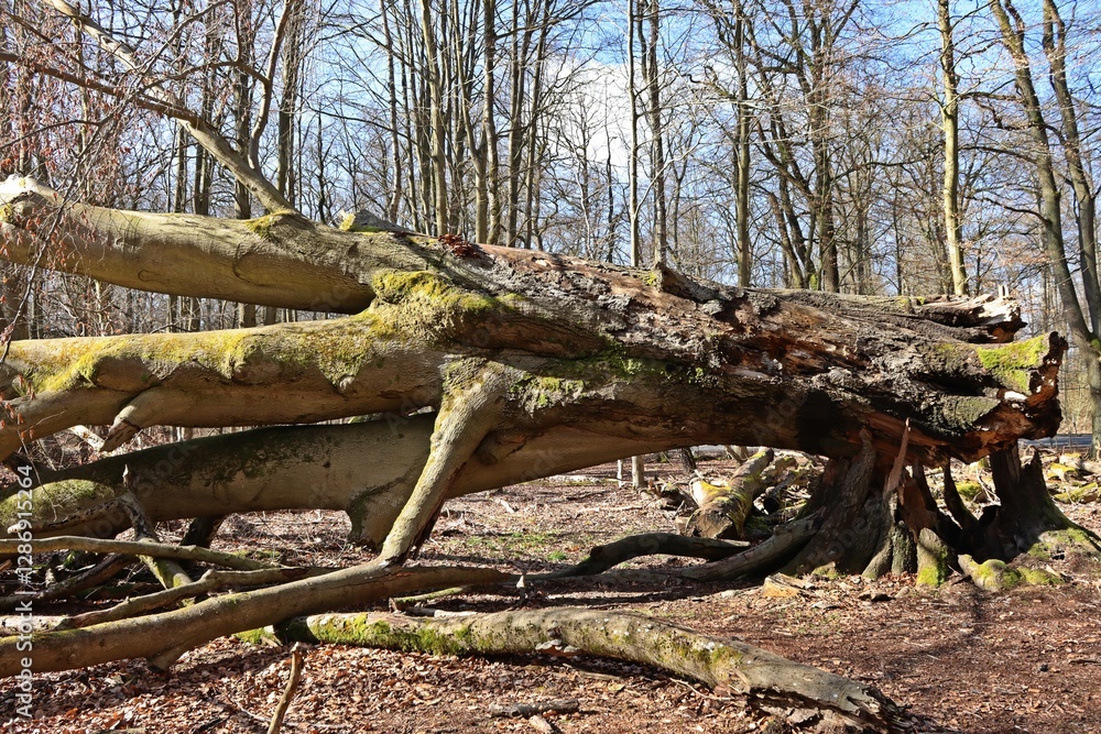 Umgestürzte alte Rotbuche (Fagus sylvatica) im Urwald Sababurg Umgestürzte alte Rotbuche (Fagus sylvatica) im Urwald Sababurg