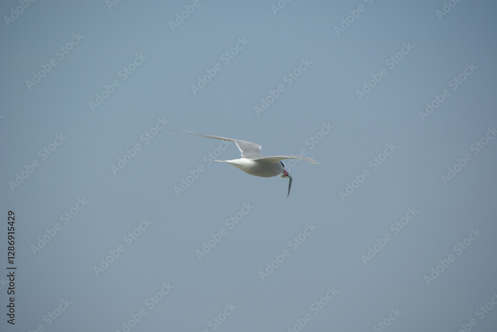 Flying Arctic tern with prey in beak after a hunt Flying Arctic tern with prey in beak after a hunt
