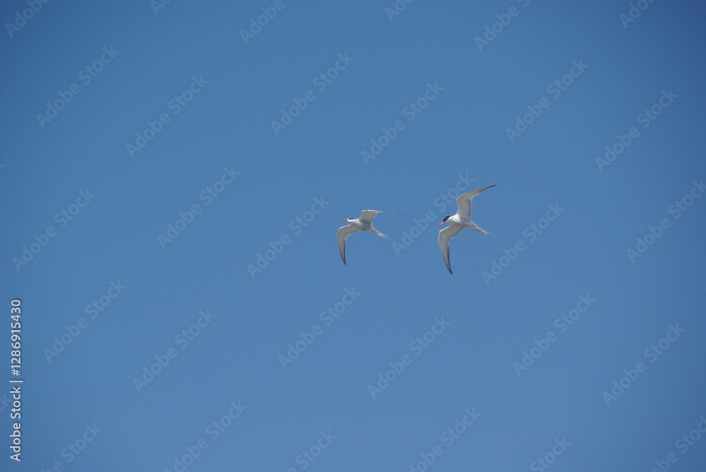 Two common terns in flight against a blue sky Two common terns in flight against a blue sky