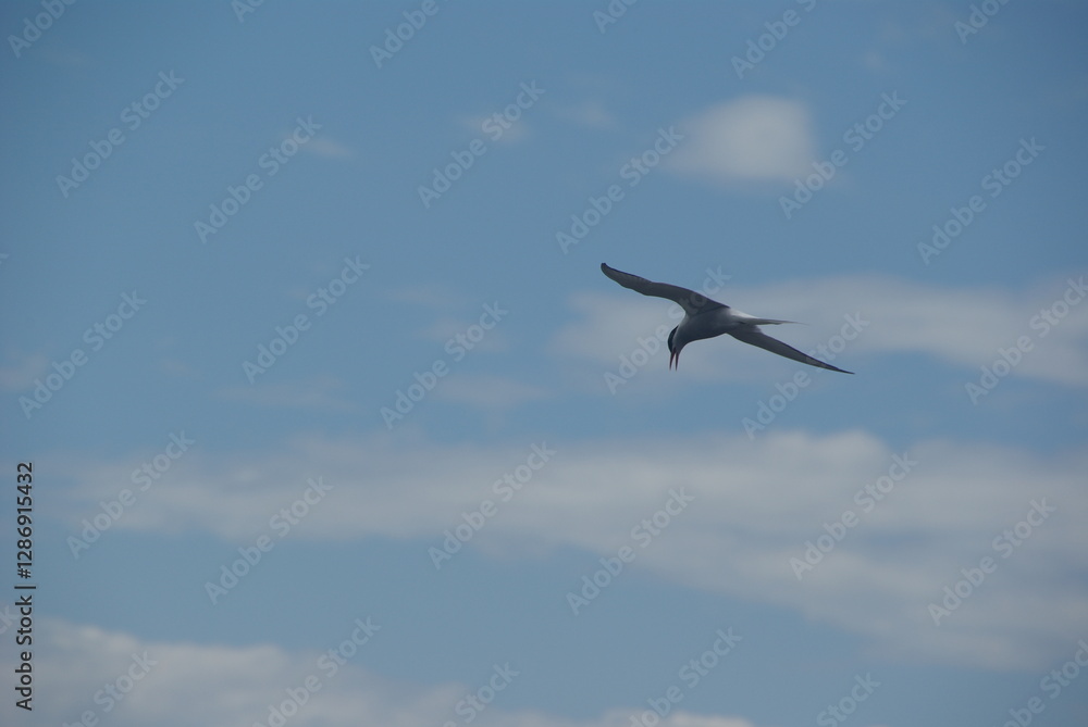 Arctic Tern flying with open beak against a slightly clouded Arctic Tern flying with open beak against a slightly clouded