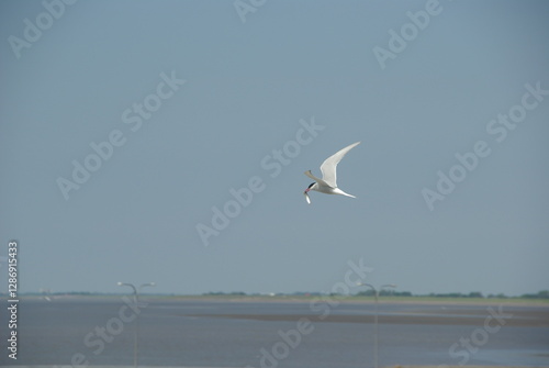 Flying Arctic tern with prey in beak after a hunt photo