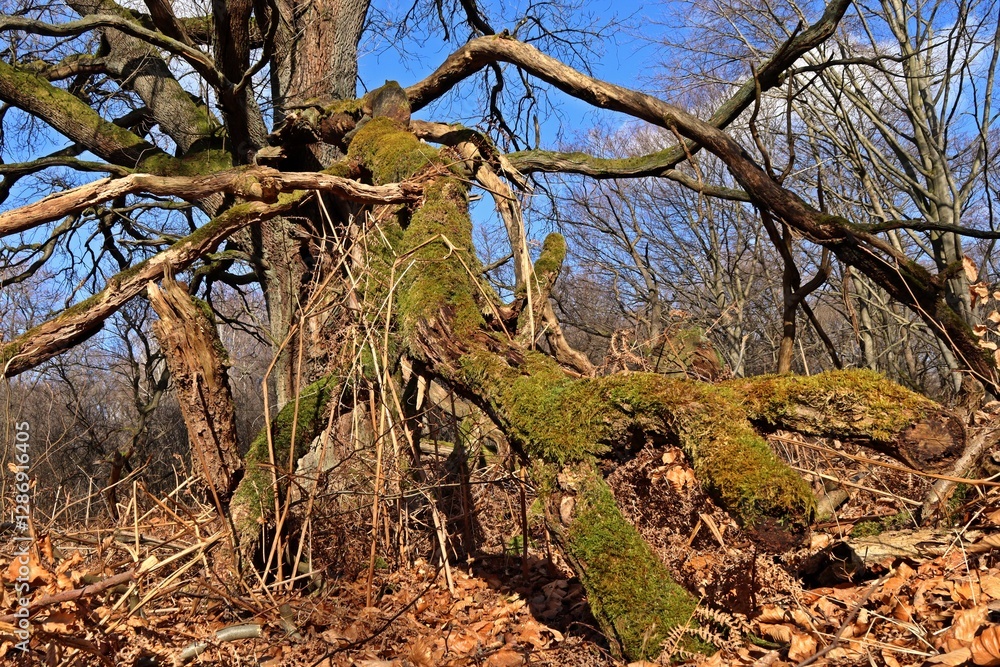 Uralte Eiche im Urwald Sababurg im Winter Uralte Eiche im Urwald Sababurg im Winter