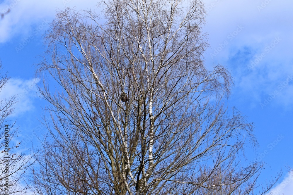 Wucherung in der Baumkrone einer Birke Wucherung in der Baumkrone einer Birke