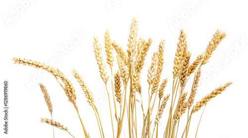 Crisp and Clean PNG Cutout of a Wheat Crop Placed on a Transparent Backdrop for Easy Customization