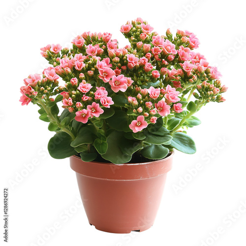 Wallpaper Mural Vibrant Pink Kalanchoe Plant with Green Leaves Isolated on Transparent Background Torontodigital.ca