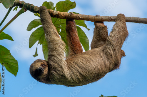 Cute sloth (Bradypus) hanging on tree branch with funny face look, perfect portrait of wild animal in the Rainforest