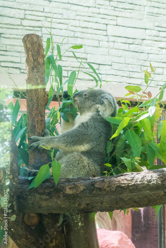 Photography Baby Koala Bear eating eucalyptus tree in Australia,Phascolarctos cinereus