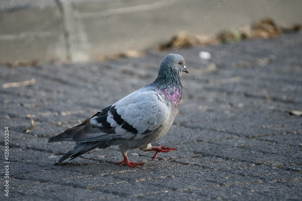 Fototapeta premium A Pigeon Walking on a Street
