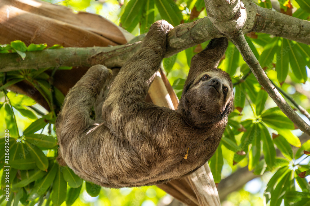 Fototapeta premium Cute sloth (Bradypus) hanging on tree branch with funny face look, perfect portrait of wild animal in the Rainforest