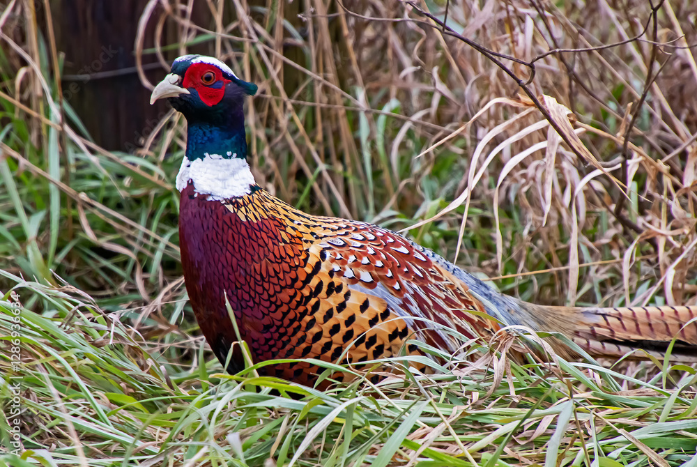 Fototapeta premium pheasant