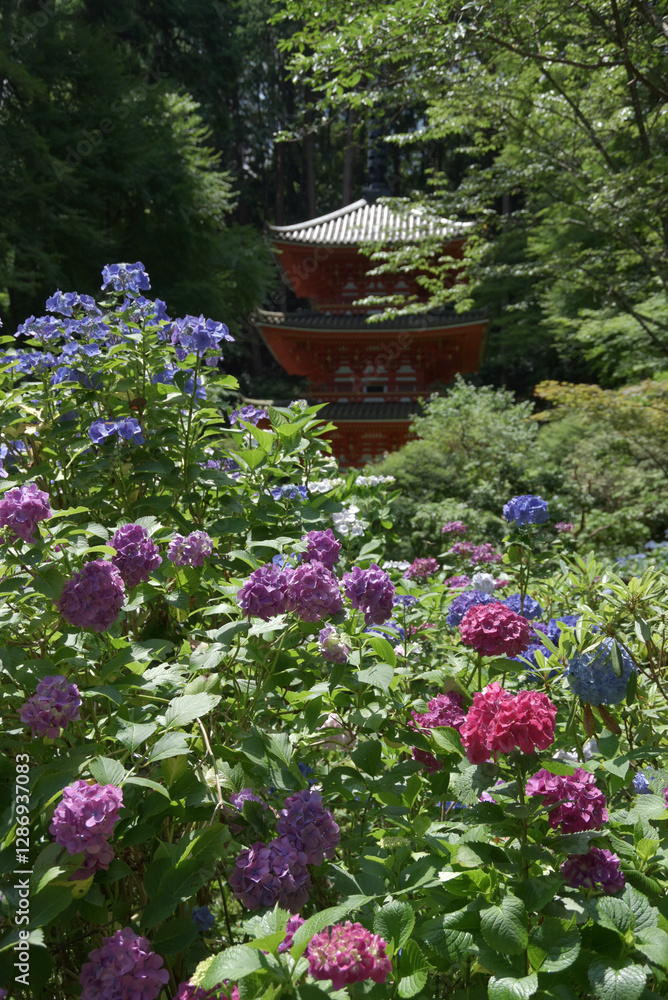 岩船寺 紫陽花と三重塔 京都府木津川市加茂町 岩船寺 紫陽花と三重塔 京都府木津川市加茂町