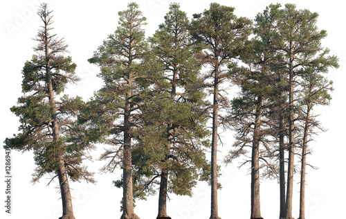 Foto Set of Pinus contorta (common names lodgepole pine and shore pine, twisted pine,