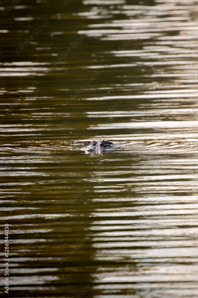 Crocodile Eyes Emerging from the Water at Lake Martin, Louisiana, USA Crocodile Eyes Emerging from the Water at Lake Martin, Louisiana, USA