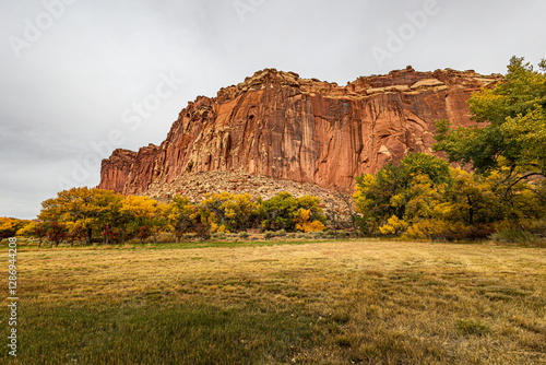 Beautiful cottonwoods changing to their yellow color in the autumn season at Capitol Reef National Park.