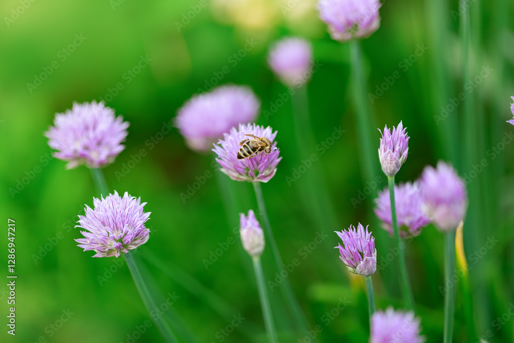 Chives, scientific name Allium schoenoprasum. There is a bee on a flower of the plant. Chives are a commonly used herb, especially for culinary purposes. Chives, scientific name Allium schoenoprasum. There is a bee on a flower of the plant. Chives are a commonly used herb, especially for culinary purposes.