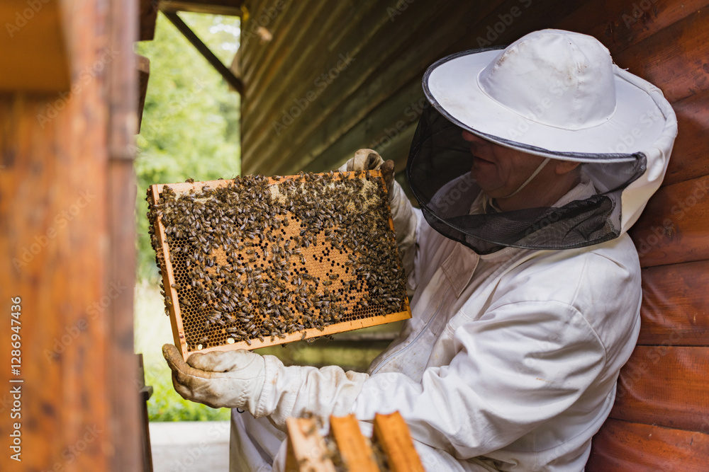 Beekeeper pulling from a beehive a wooden frame with a honeycomb and bees while a bee smoker beside him releases smoke. Eco concept of beekeeping. Beekeeper pulling from a beehive a wooden frame with a honeycomb and bees while a bee smoker beside him releases smoke. Eco concept of beekeeping.