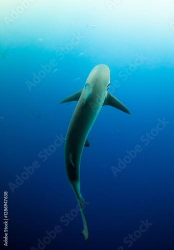 underwater view of a shark