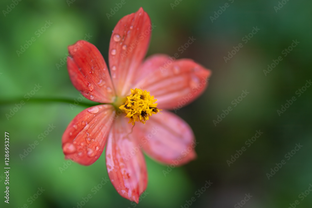 Close-up of a salmon-colored cosmos flower with water droplets on its petals and a bright yellow center. Close-up of a salmon-colored cosmos flower with water droplets on its petals and a bright yellow center.