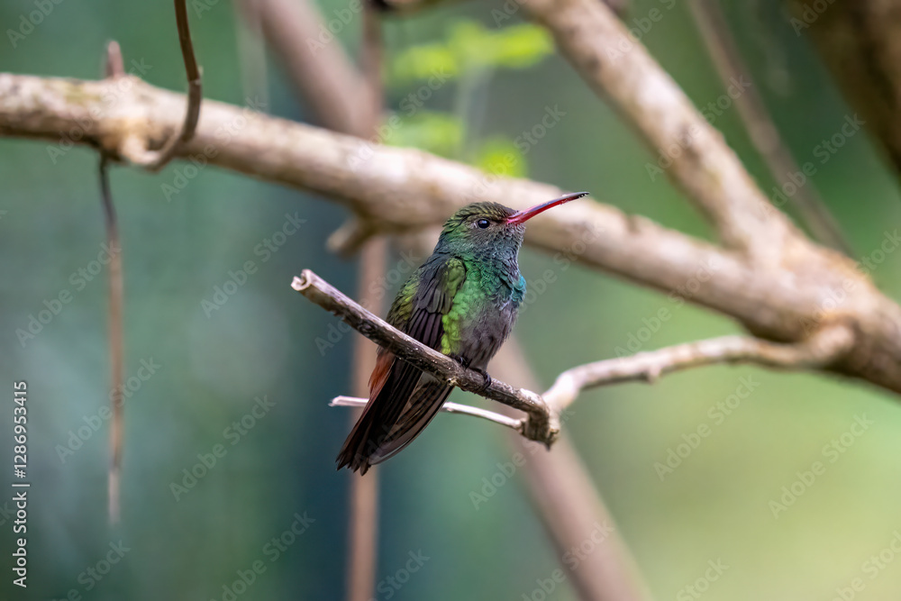 Obraz premium A hummingbird with iridescent green feathers rests on a small branch..