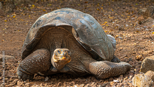 Riesenschildkröten auf San Cristobal, Galapagos und Kicker Rock photo