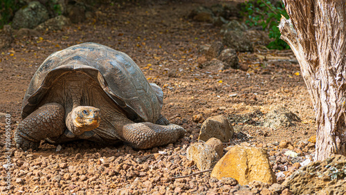 Canvas Print Riesenschildkröten auf San Cristobal, Galapagos und Kicker Rock