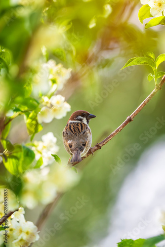 sparrow bird sitting on jasmine branch in blooming summer sunny garden