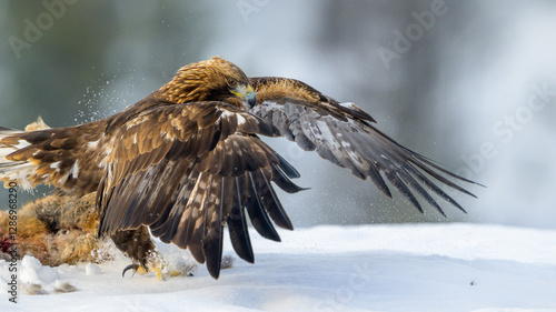 Golden eagle  (Aquila chrysaetos) feeding on dead fox