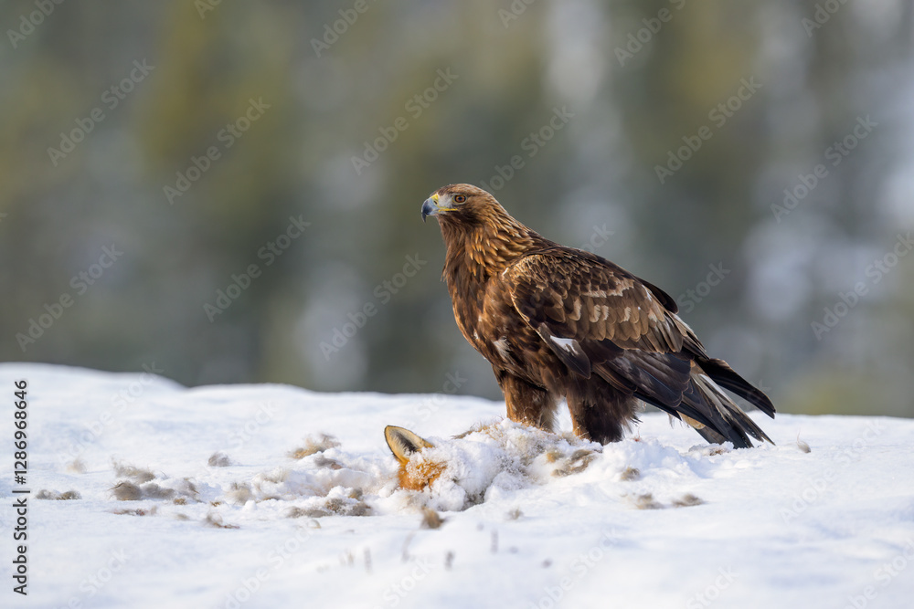 Golden eagle (Aquila chrysaetos) feeding on dead fox