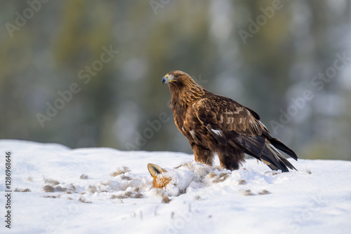 Obraz na płótnie Golden eagle (Aquila chrysaetos) feeding on dead fox w salonie