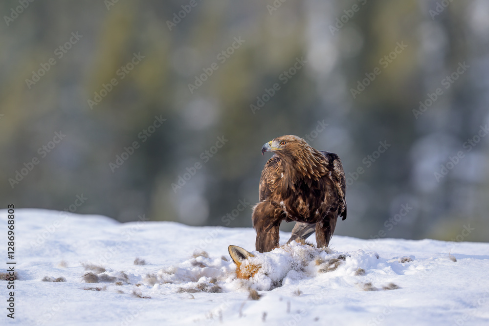 Golden eagle (Aquila chrysaetos) feeding on dead fox