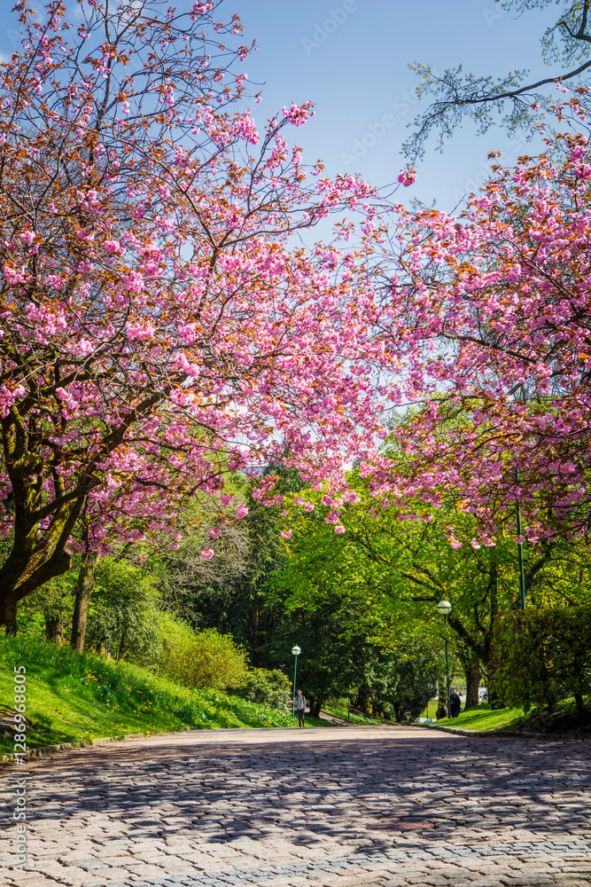 Cherry Blossom in Bergen Norway Cherry Blossom in Bergen Norway