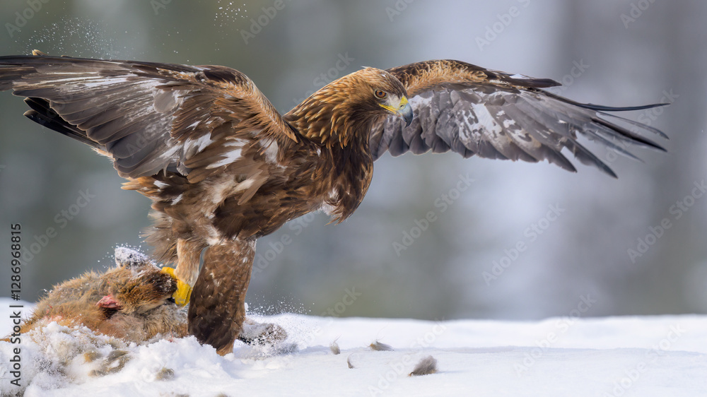 Golden eagle (Aquila chrysaetos) feeding on dead fox